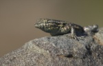 Common Side-blotched Lizard